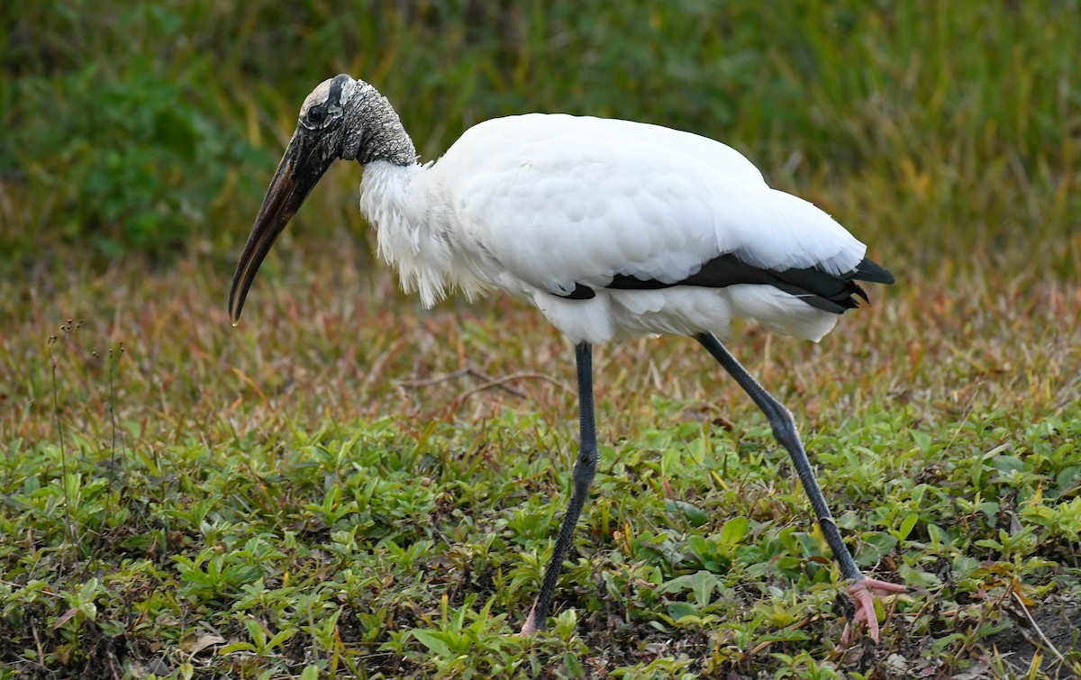 Wood Stork - ML83514681