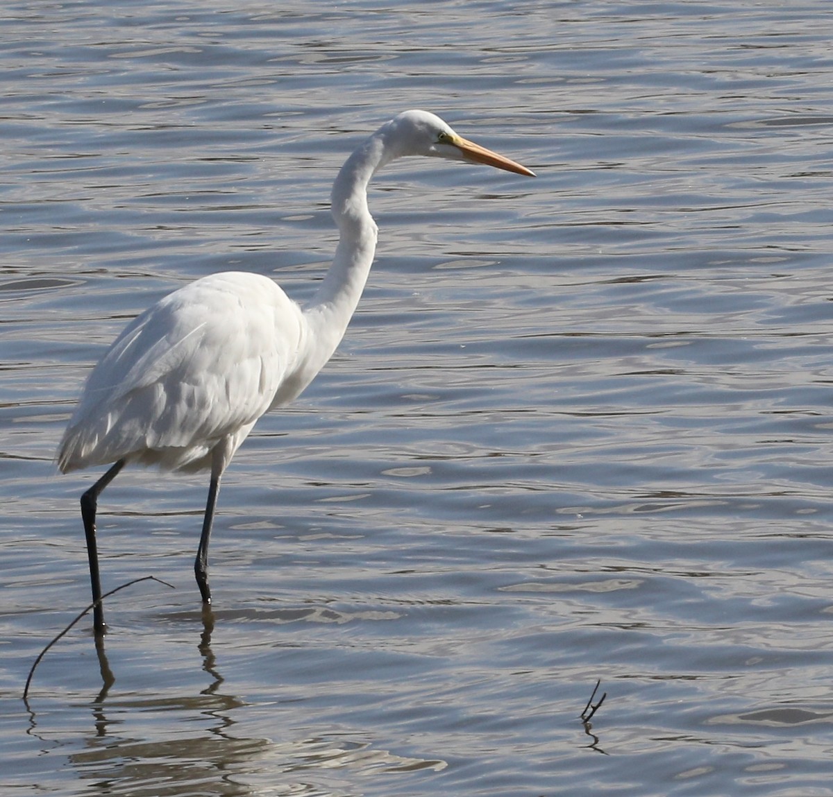 Great Egret - Dennis Cooke