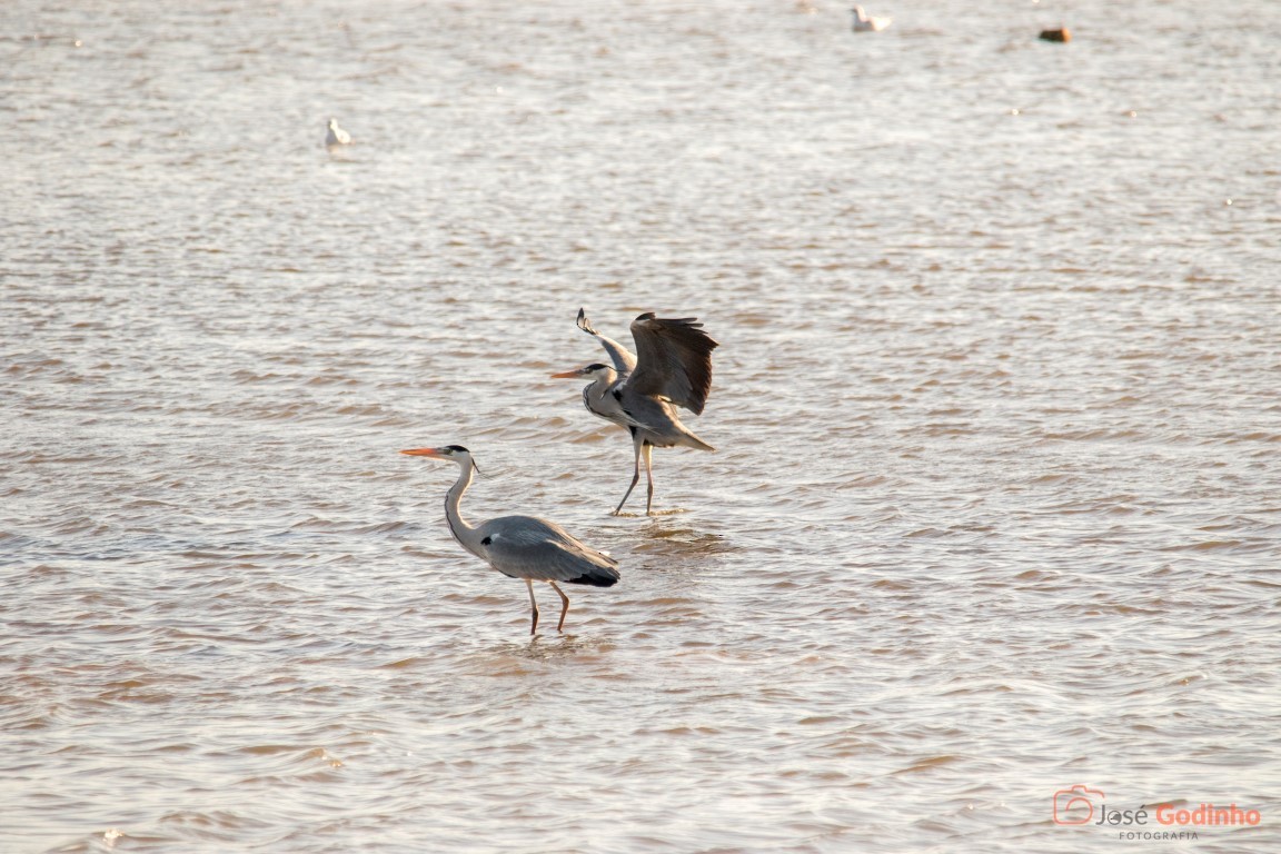 Gray Heron - ML83514961