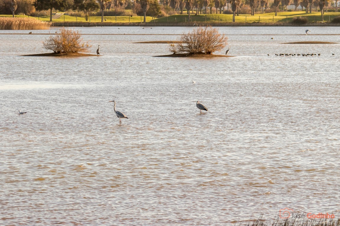 Gray Heron - ML83514971