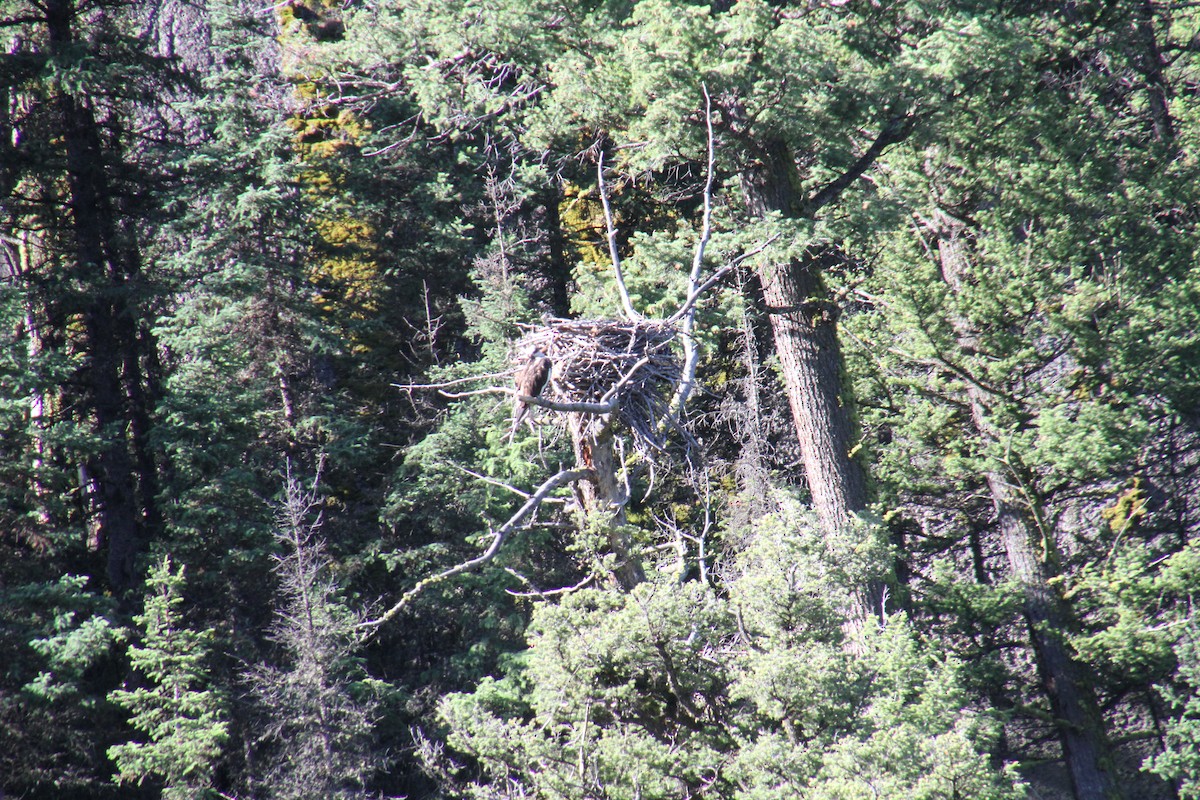 Osprey - ML83515451