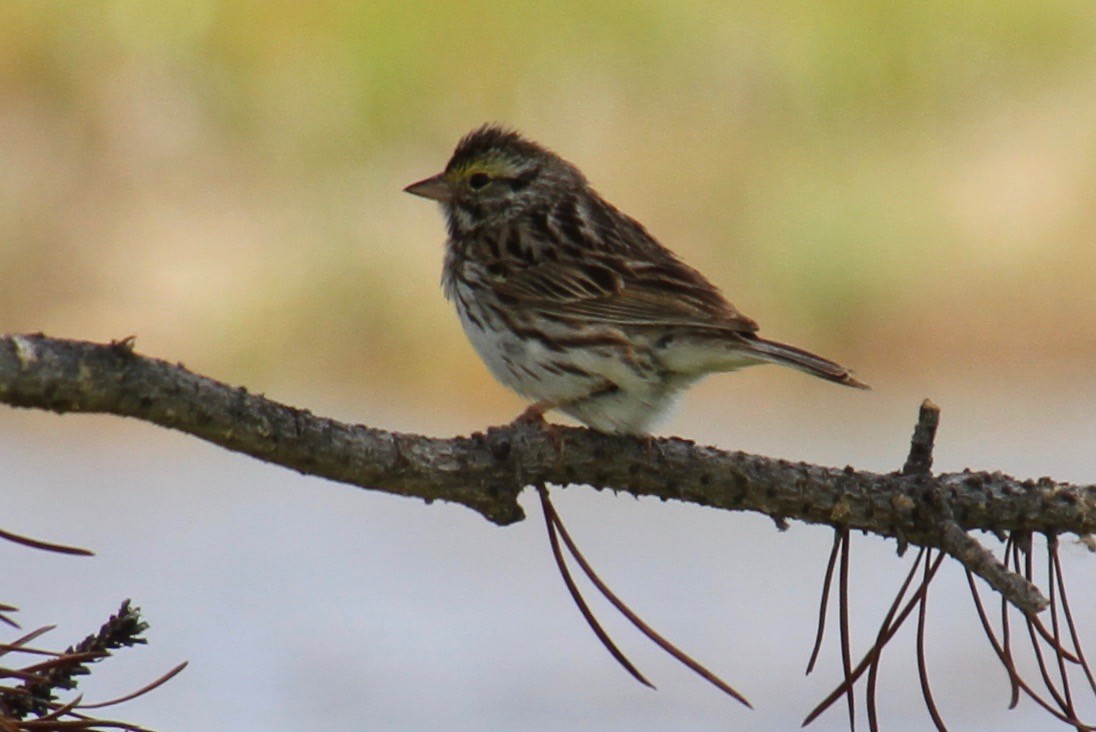 Savannah Sparrow - ML83515521