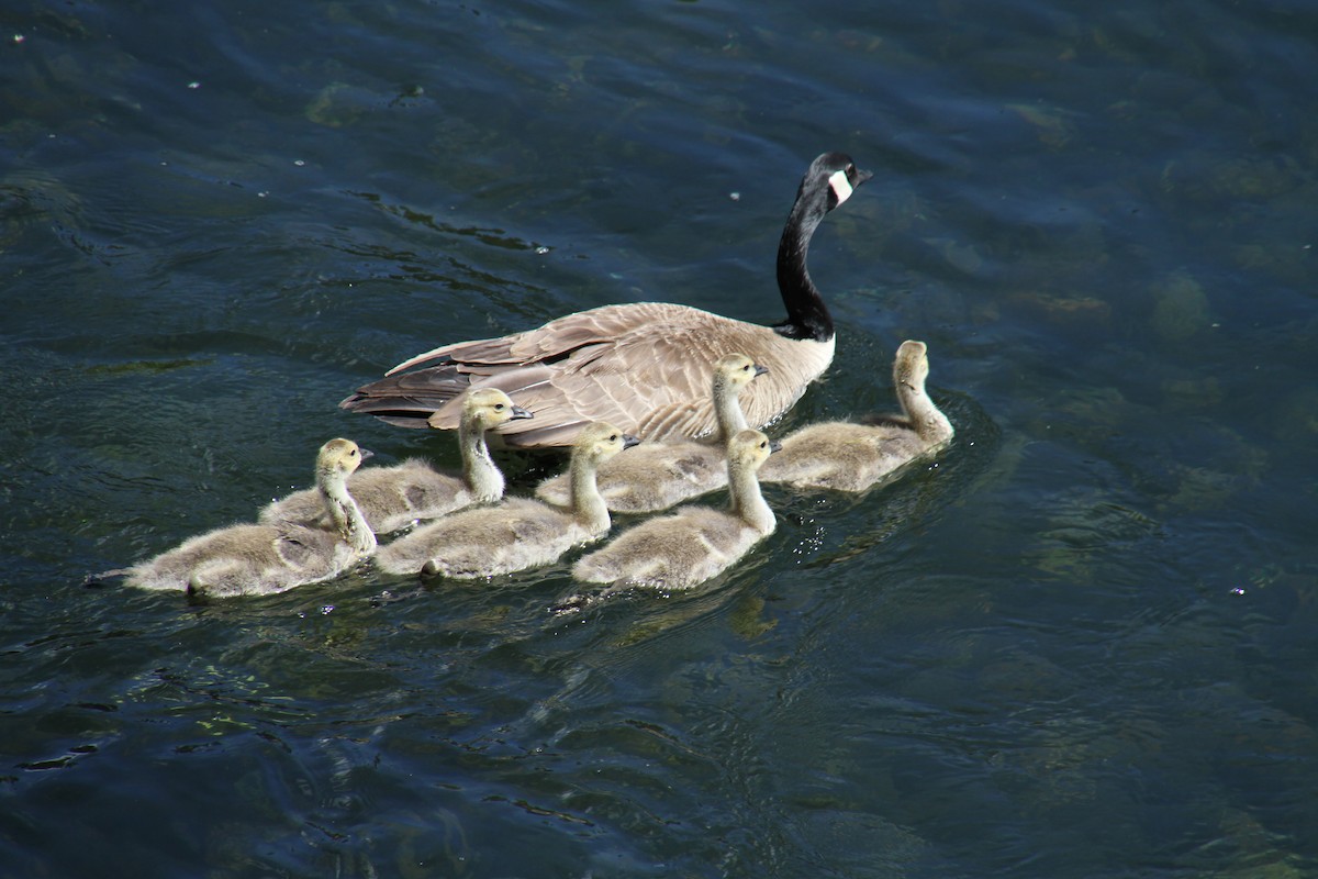 Canada Goose - ML83515951