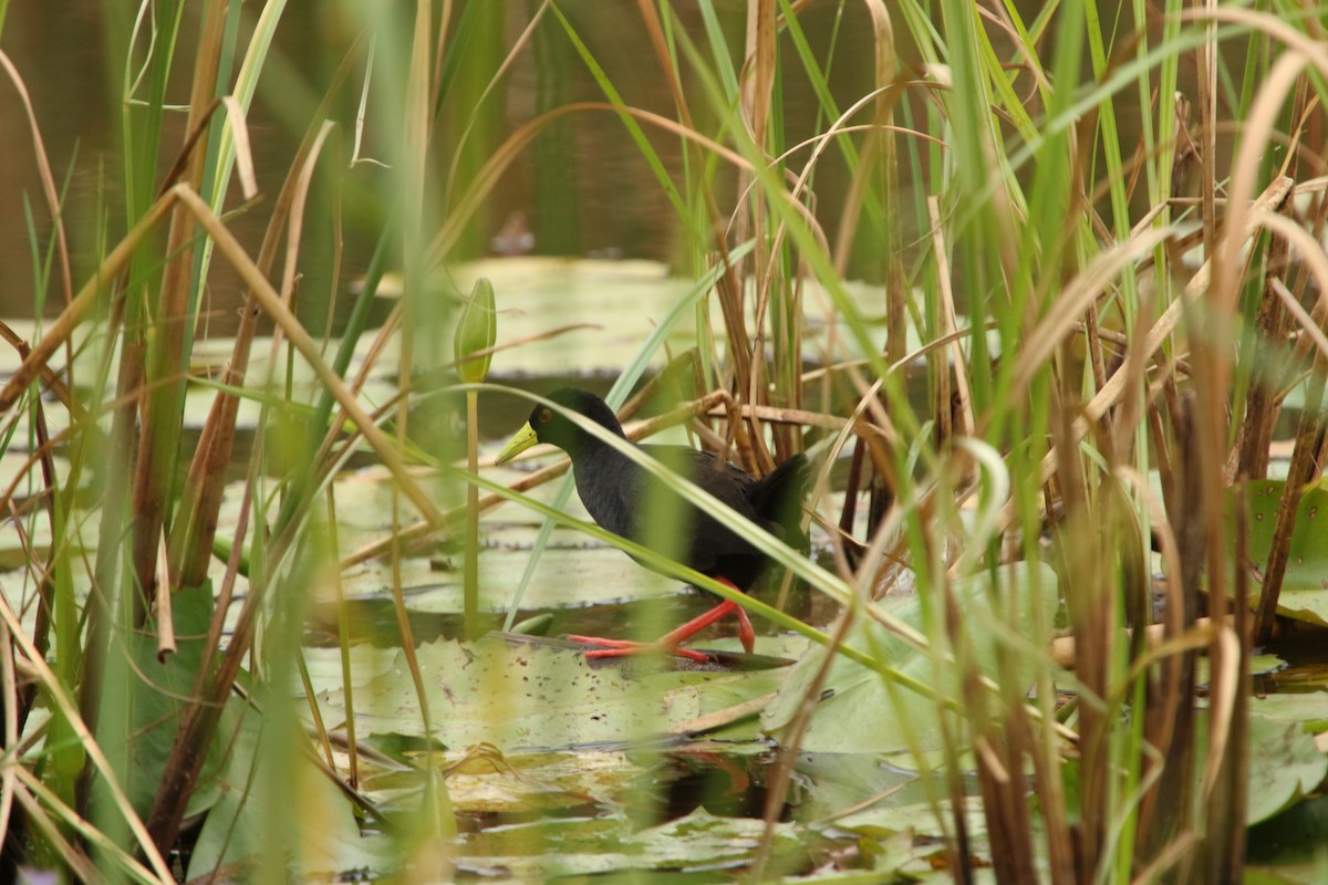 Polluela Negra Africana - ML83517201