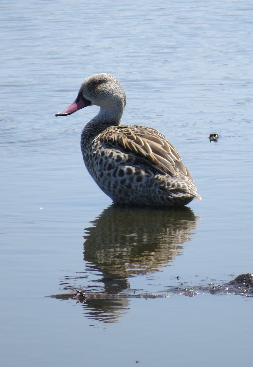 Cape Teal - ML83517241