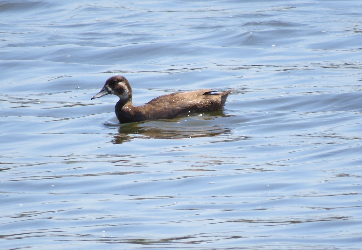 Southern Pochard - ML83517331