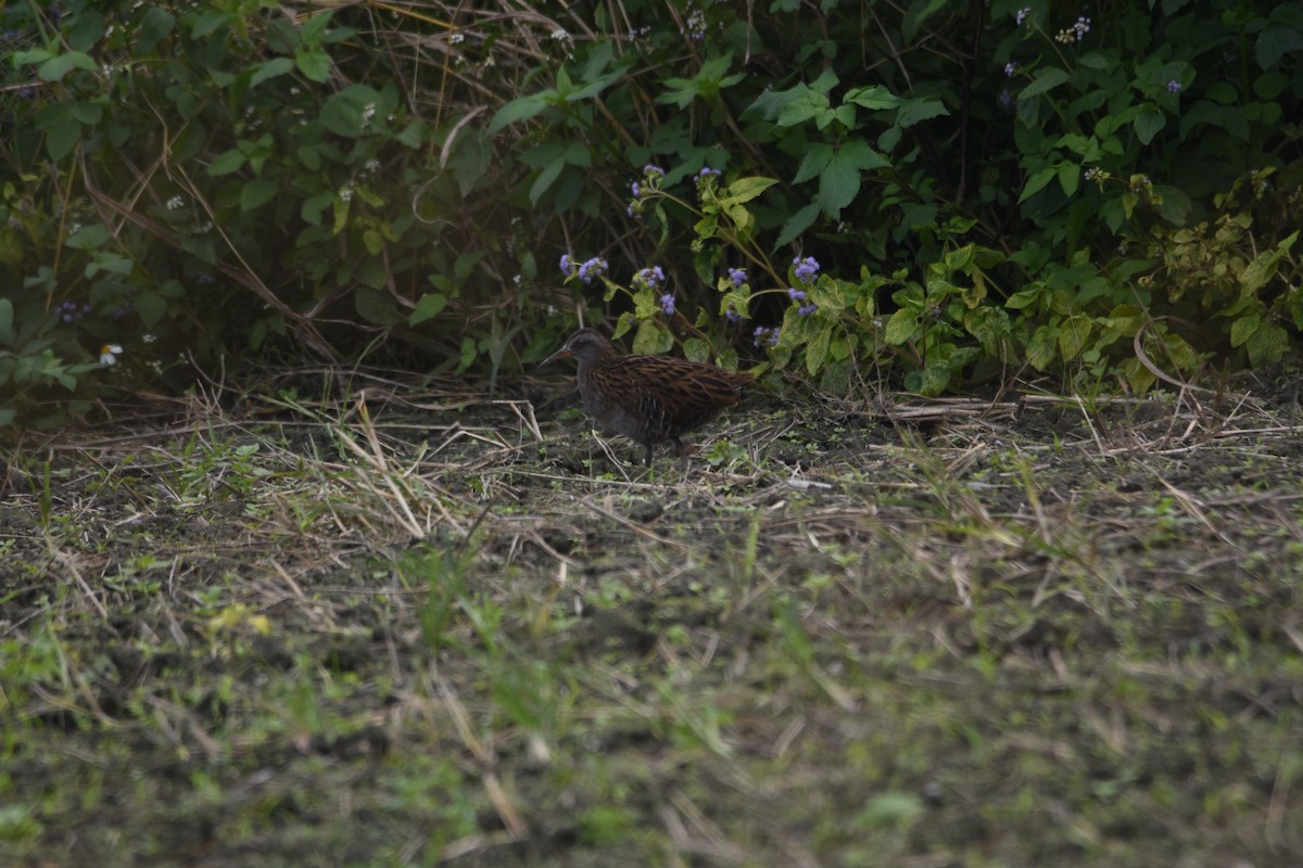 Brown-cheeked Rail - ML83517631