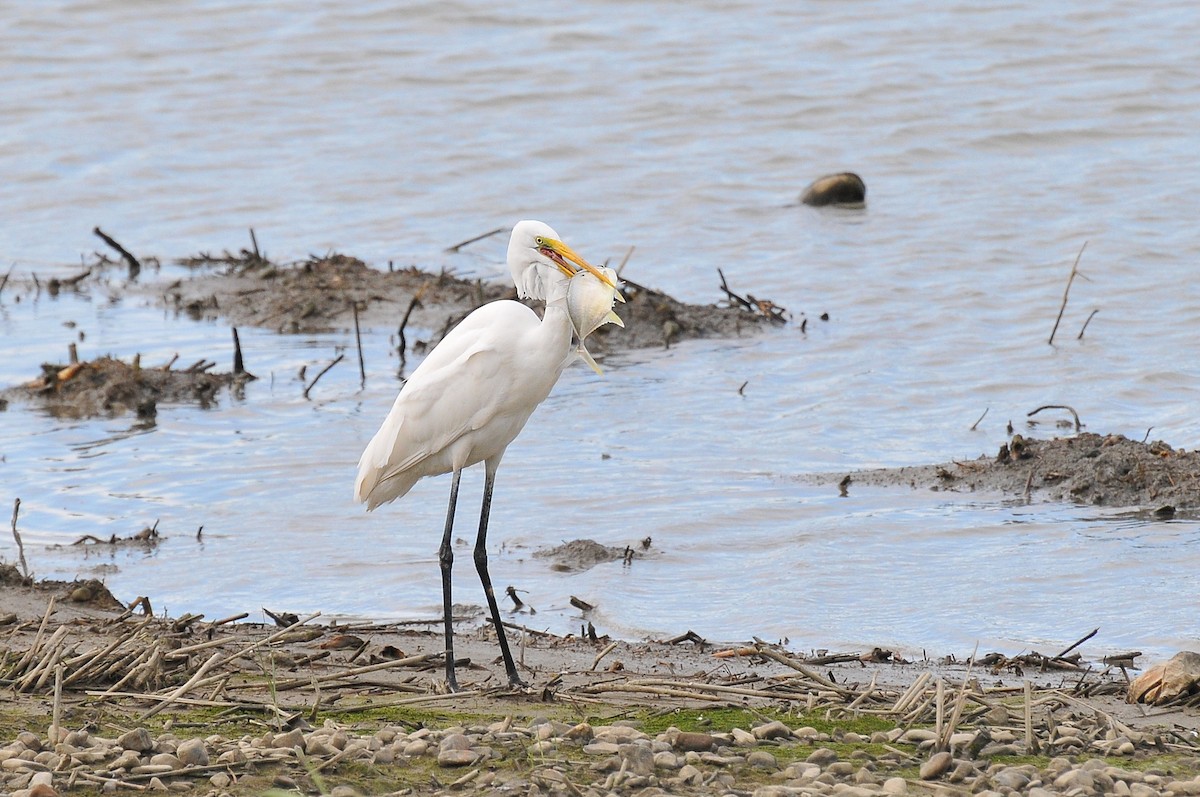 Great Egret - Cheng-Ru Tsai