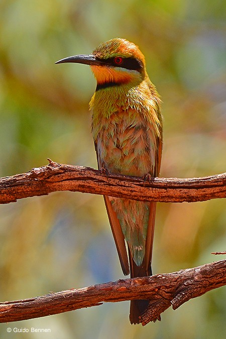 Rainbow Bee-eater - ML83518991