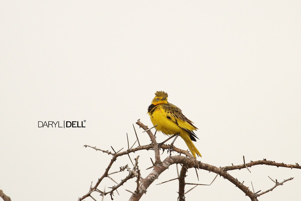 Pipit doré - ML83521051