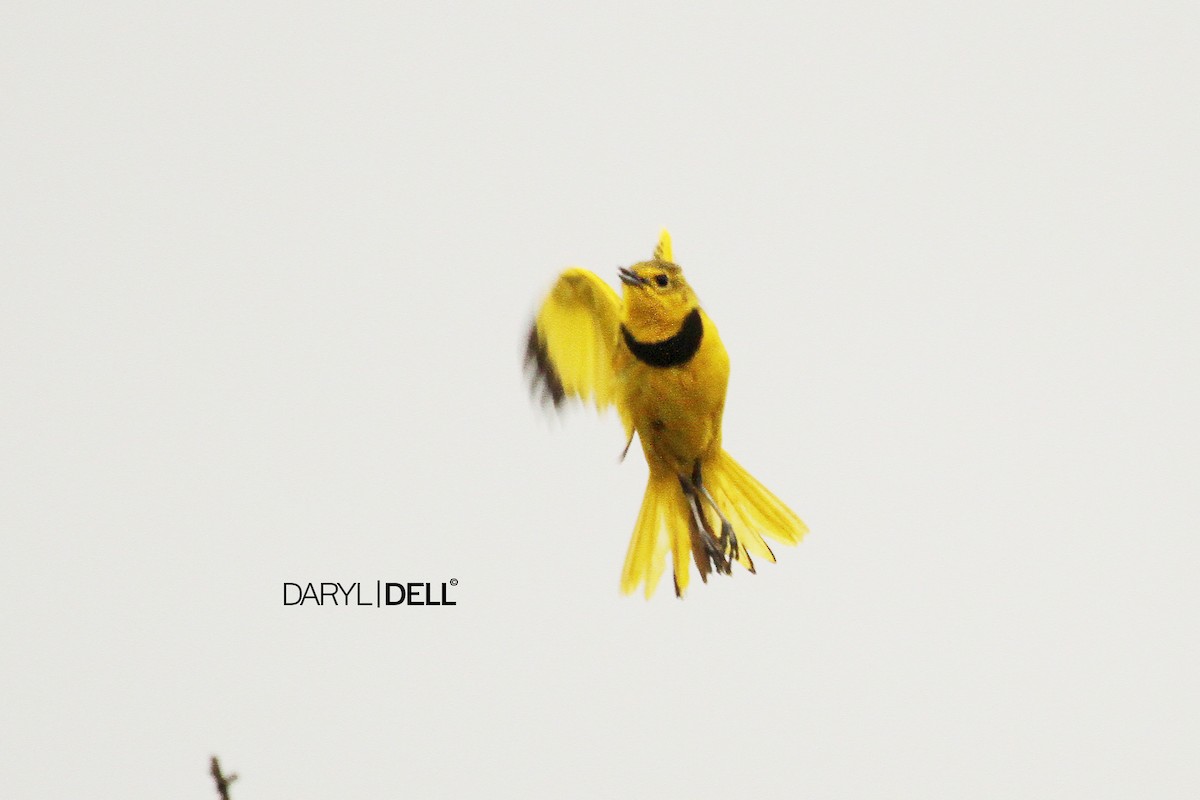 Pipit doré - ML83521241