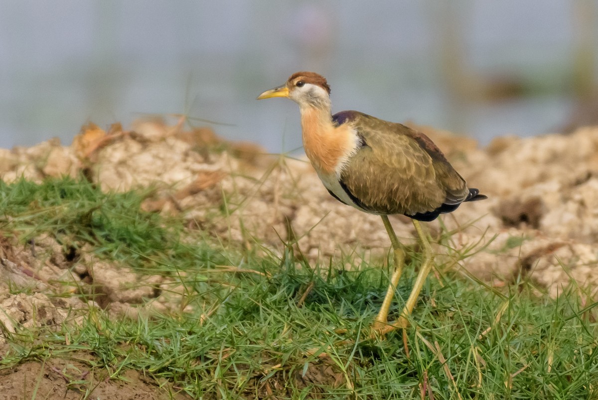 Bronze-winged Jacana - ML83521551