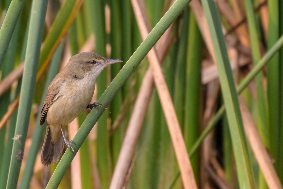 Clamorous Reed Warbler - ML83521921