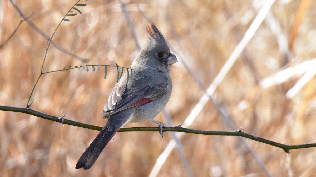 Pyrrhuloxia - ML83522621