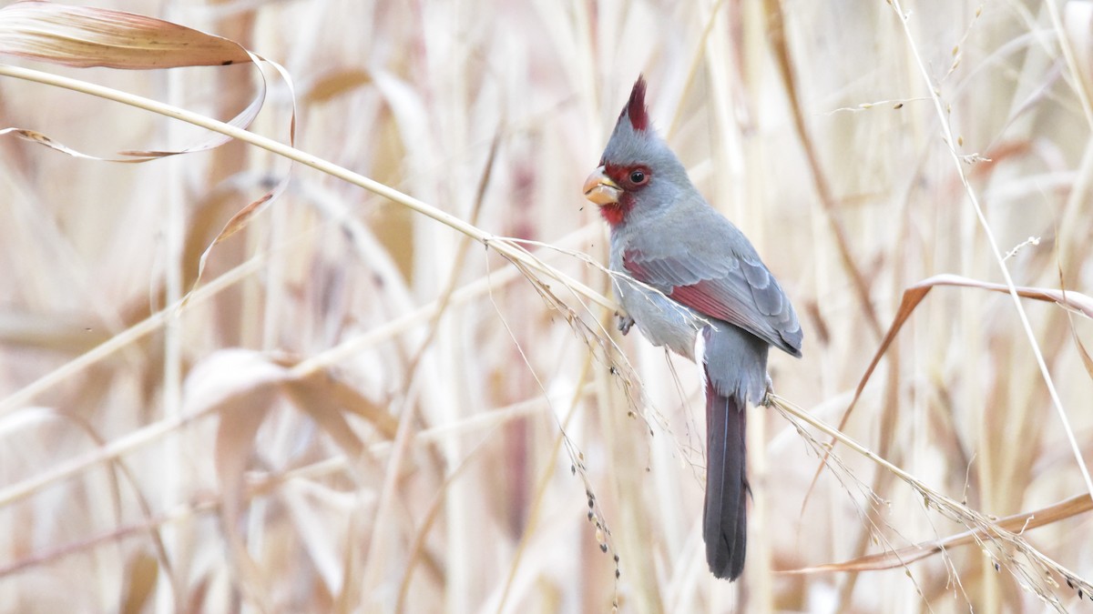 Pyrrhuloxia - ML83522661