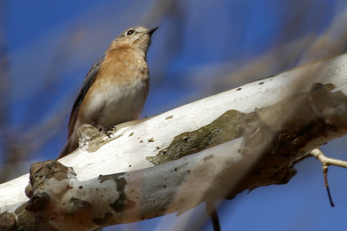 Eastern Bluebird - Rob Francis