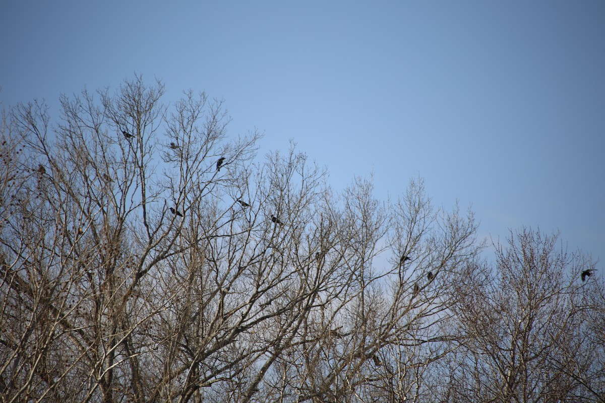 American Crow - ML83523001