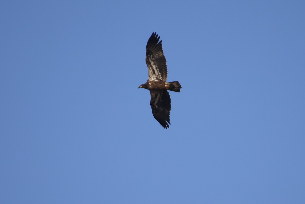 Bald Eagle - ML83523011