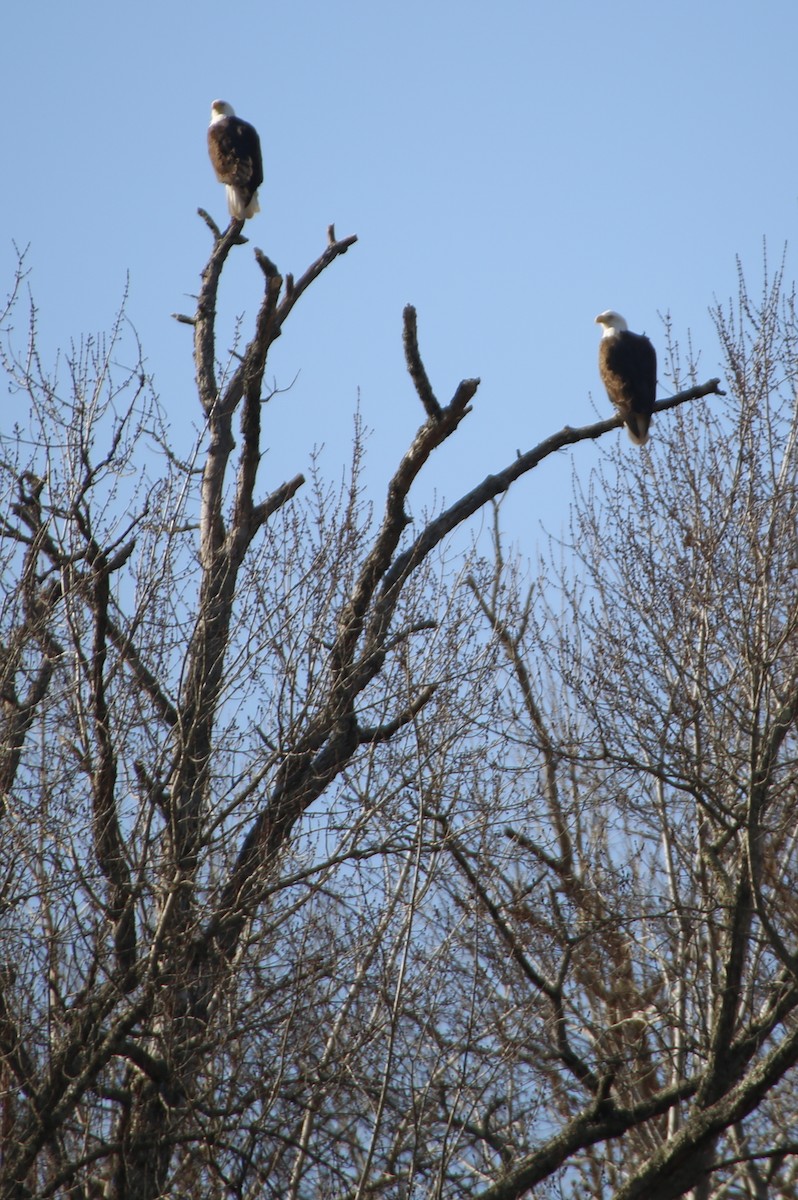 Bald Eagle - ML83523041