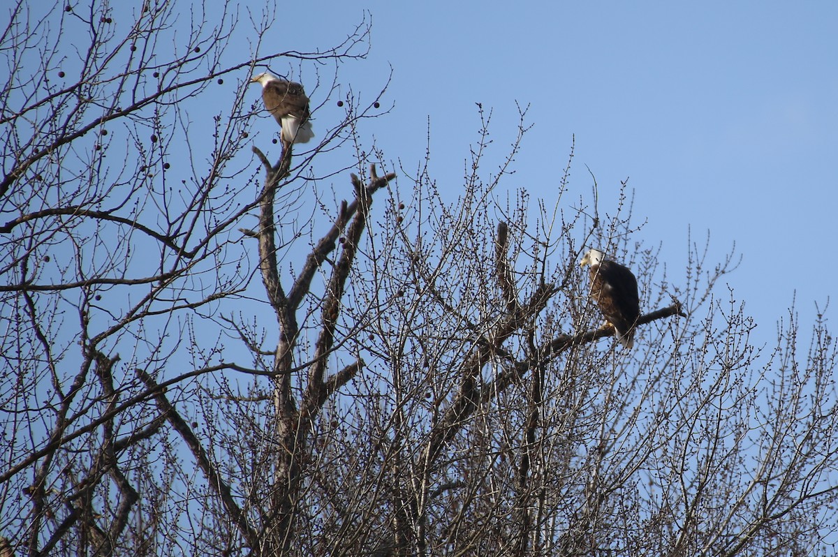 Bald Eagle - ML83523051