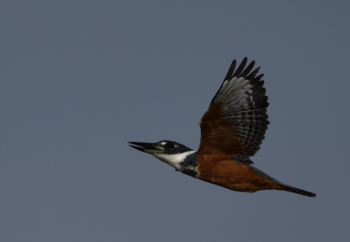 Ringed Kingfisher - Miguel Ansenuza