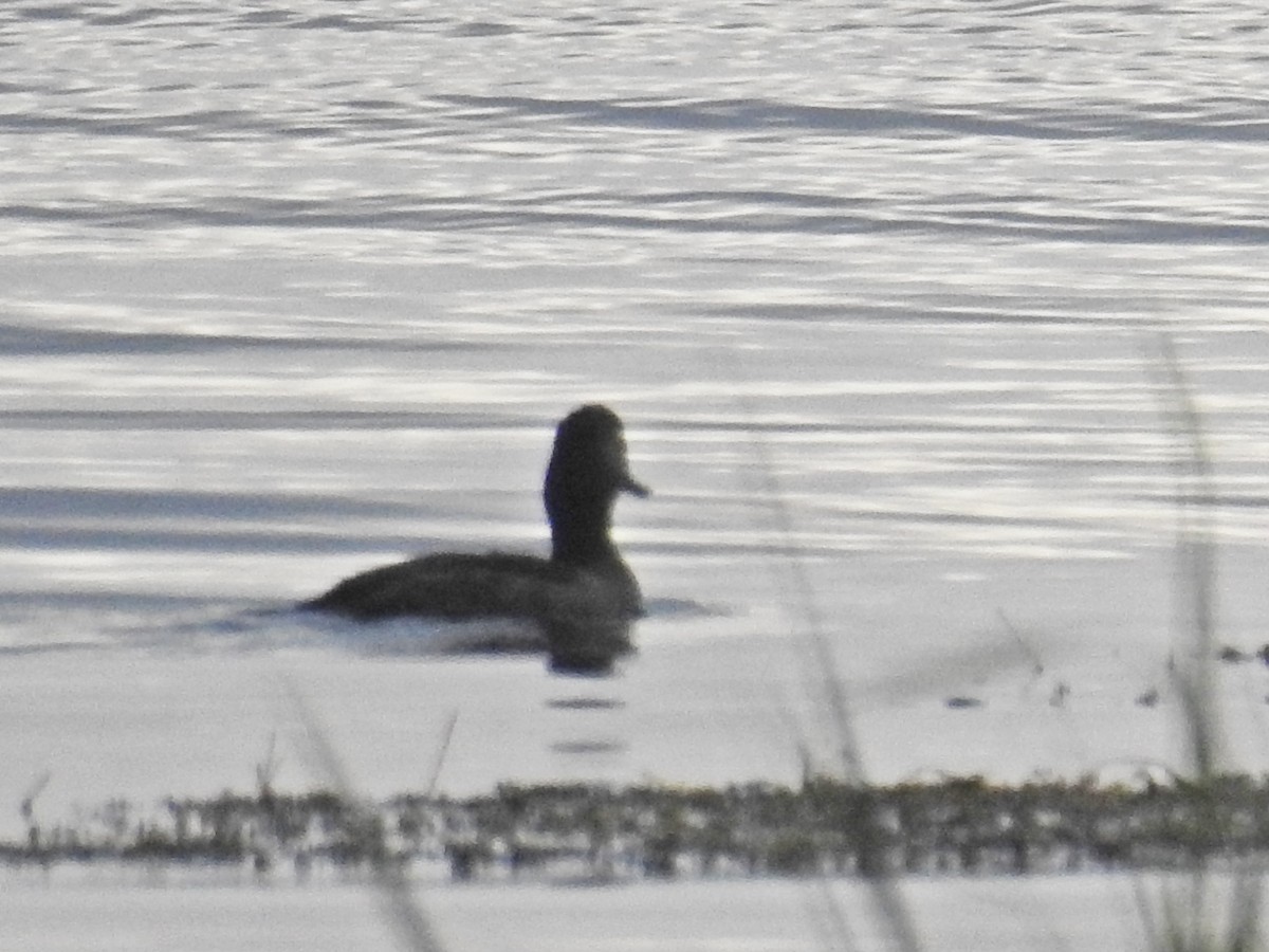 Ring-necked Duck - Romel Romero