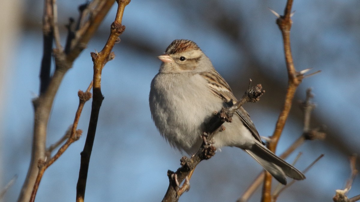 Chipping Sparrow - ML83525641