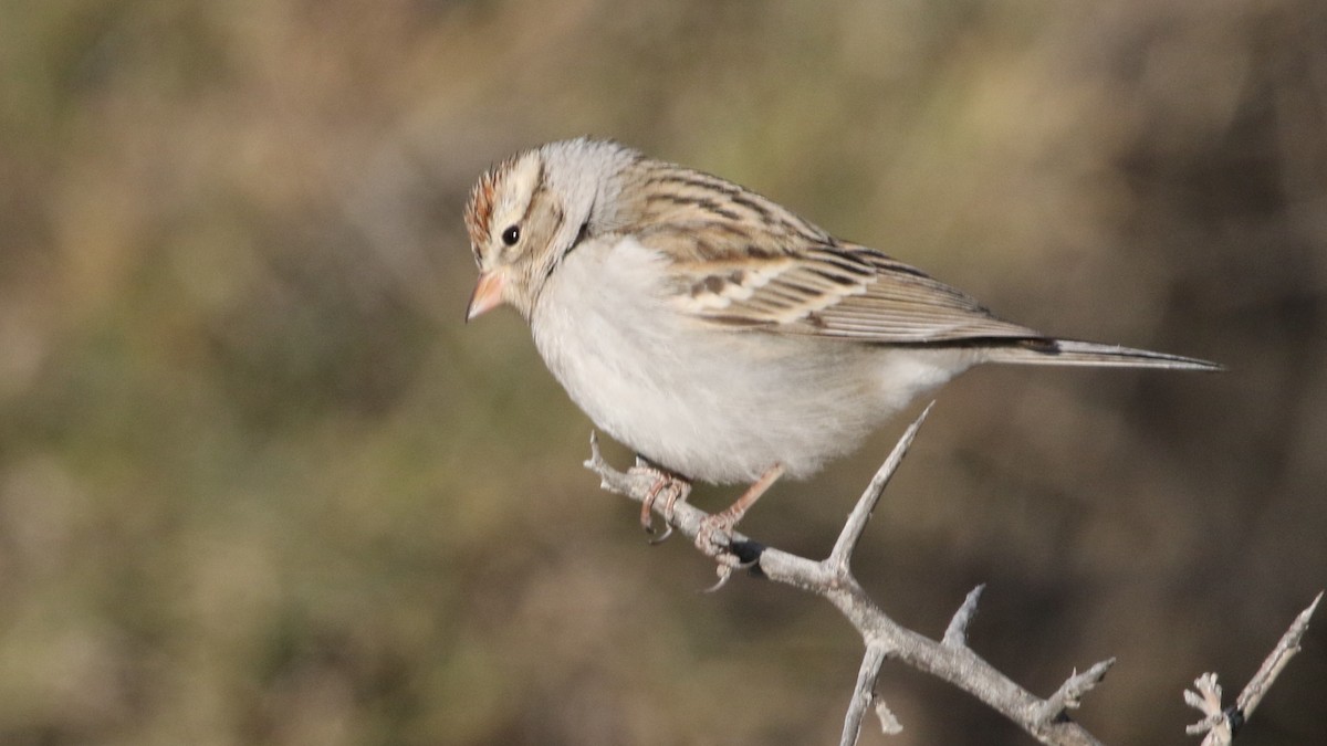 Chipping Sparrow - ML83525681