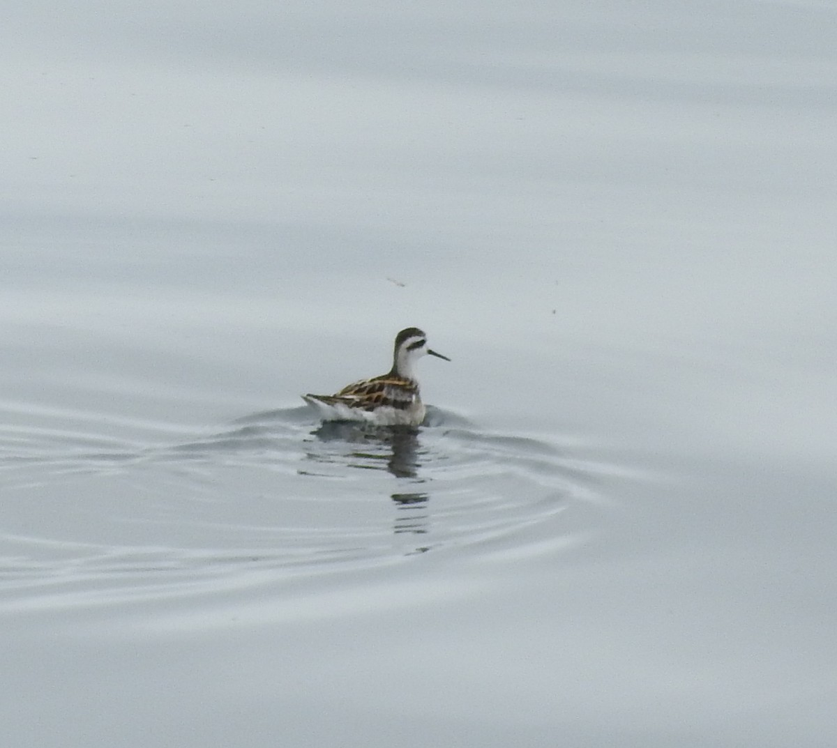 Red-necked Phalarope - ML83527711