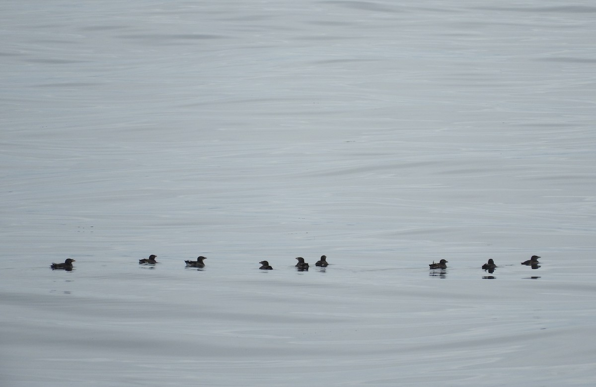 Rhinoceros Auklet - ML83527761