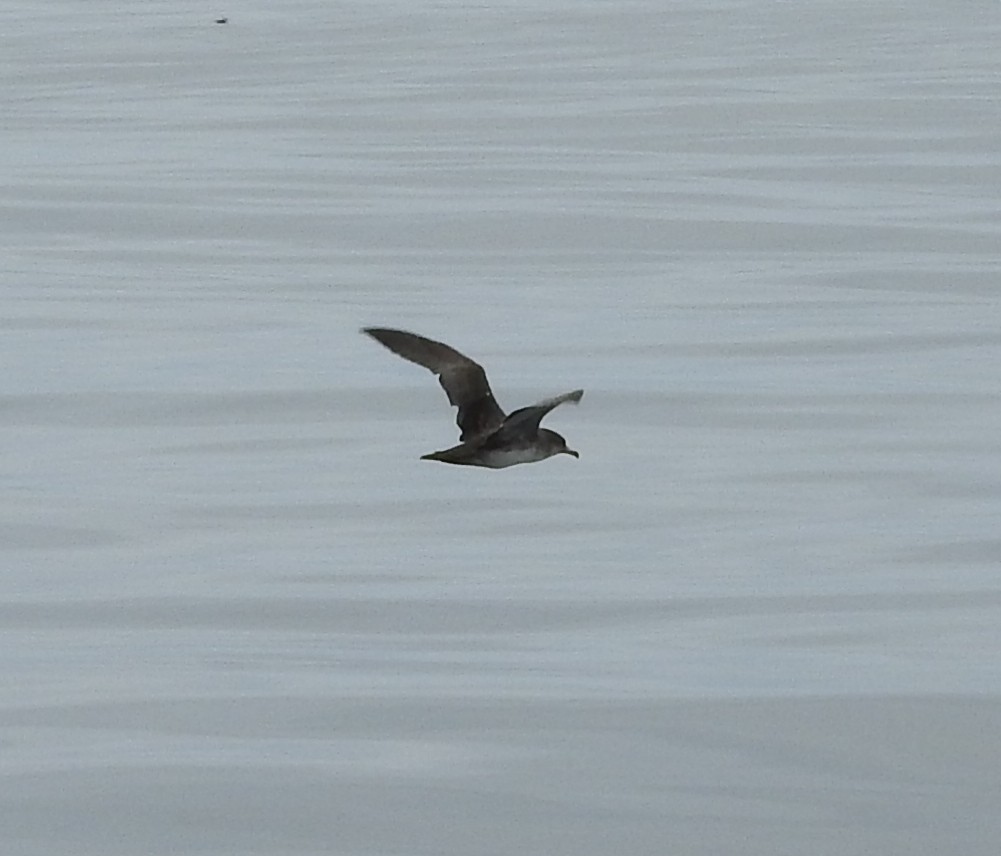 Pink-footed Shearwater - Mark Bartolome Stevens