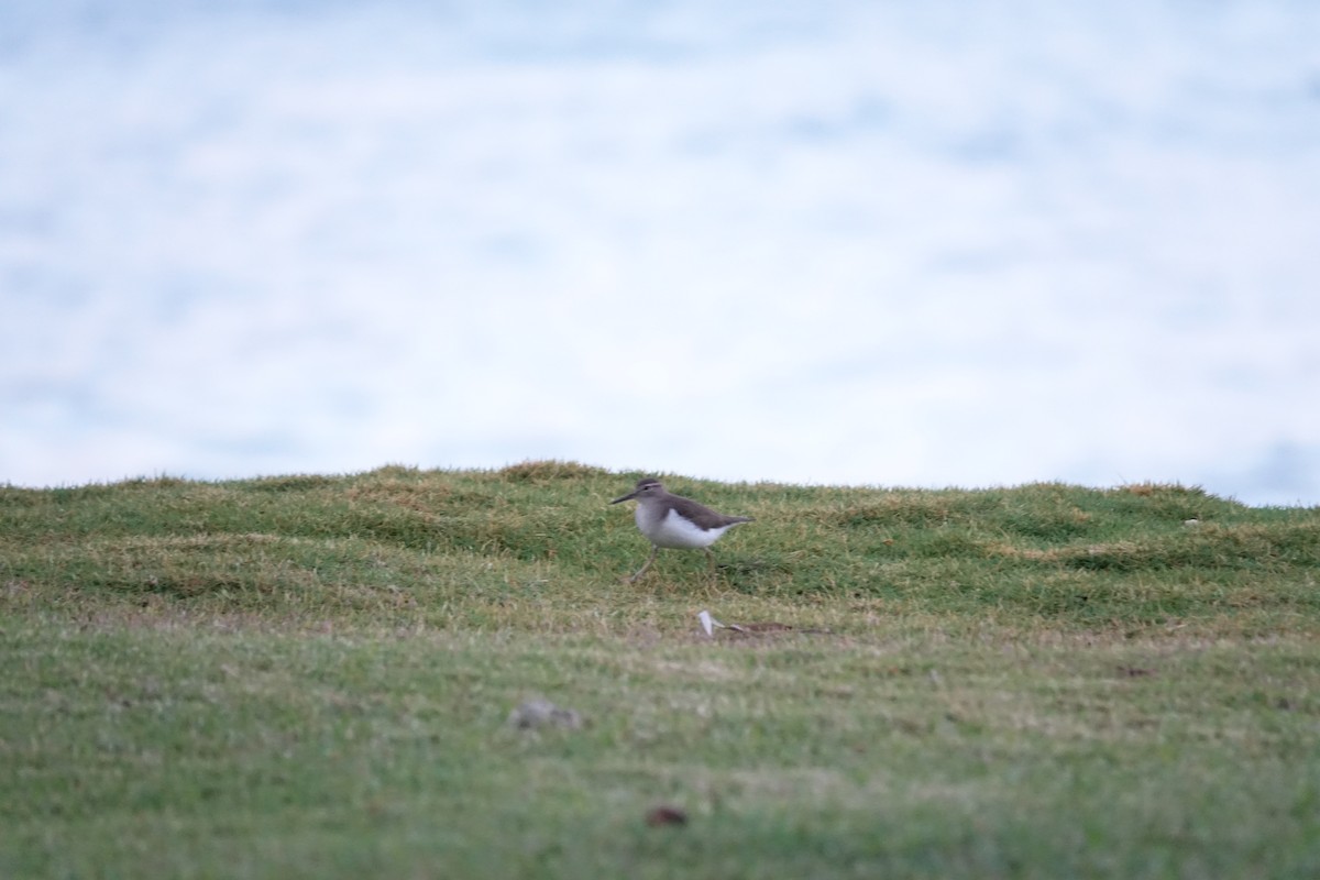 Spotted Sandpiper - ML83527991