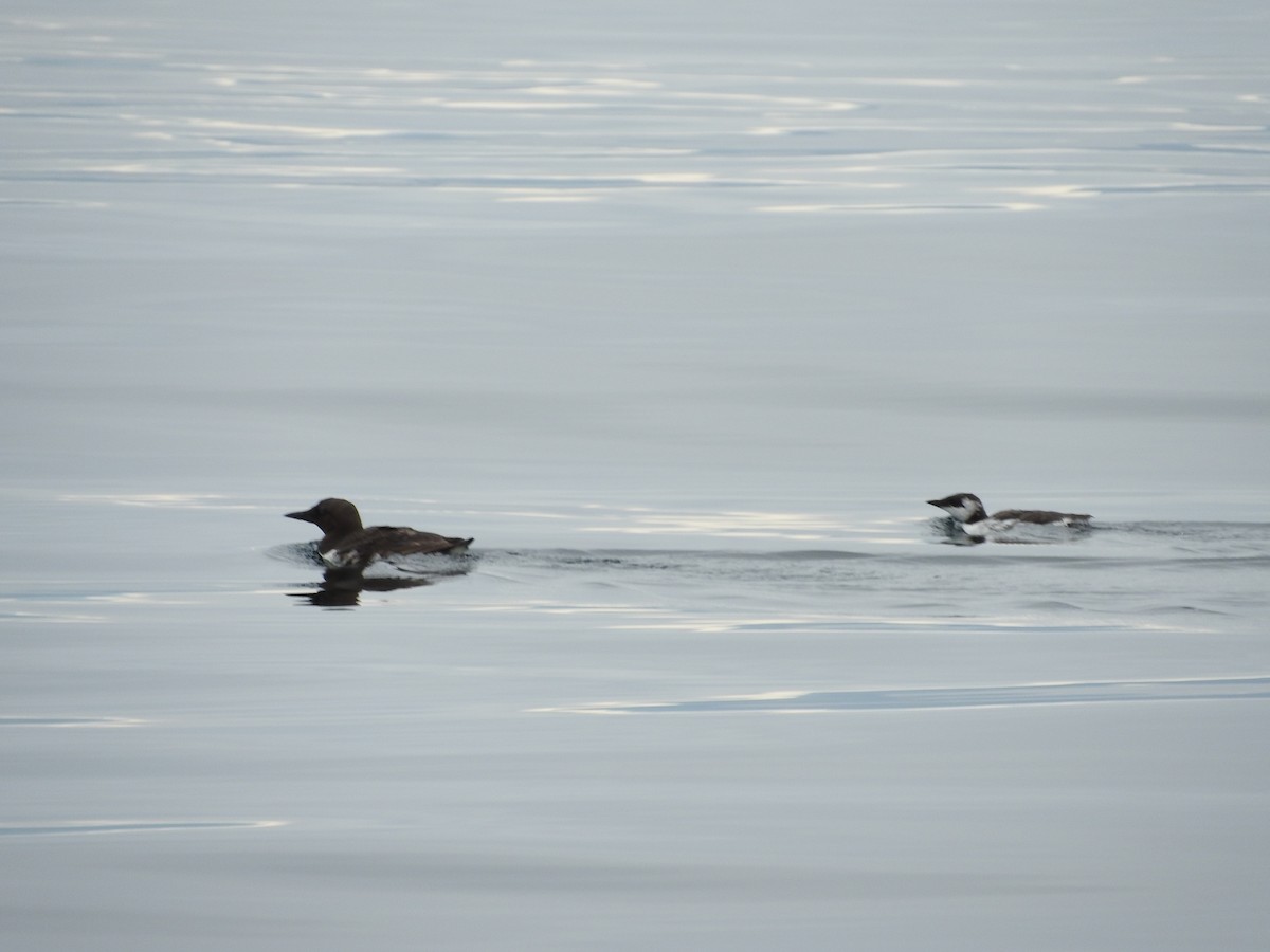 Common Murre - ML83528011