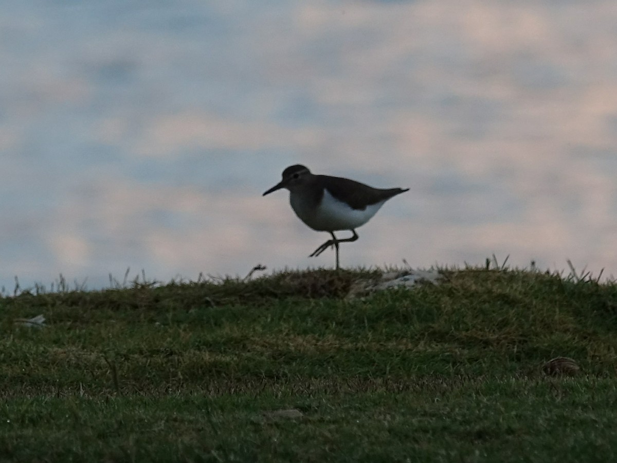 Spotted Sandpiper - ML83528031