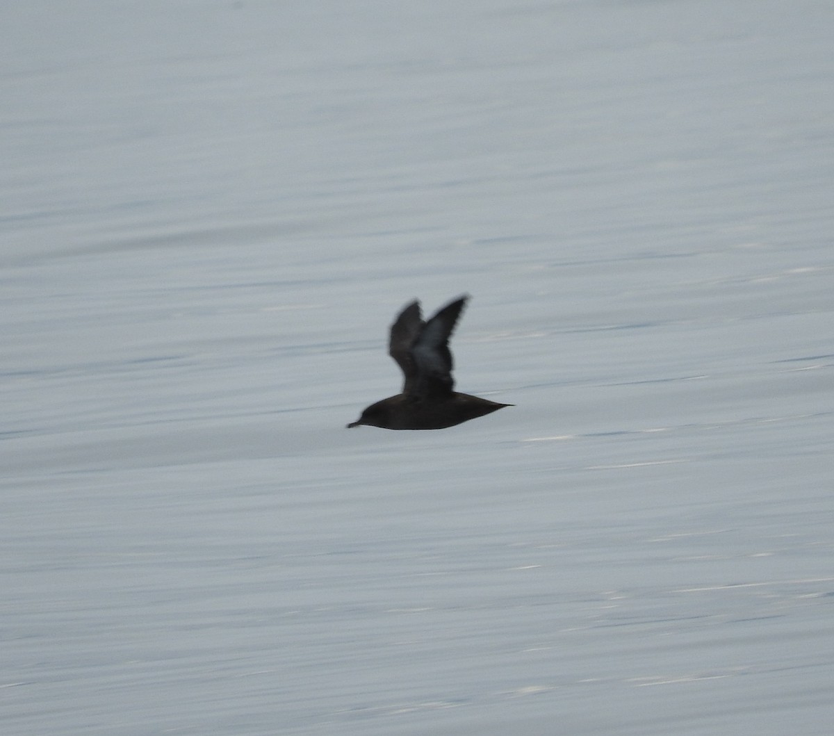 Sooty Shearwater - ML83528091
