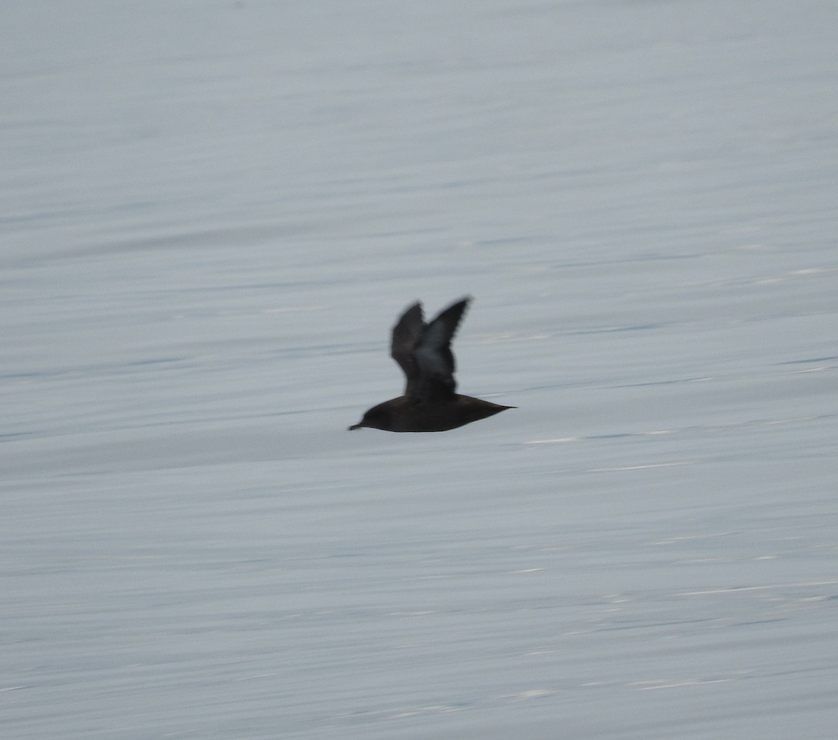 Sooty Shearwater - ML83528091