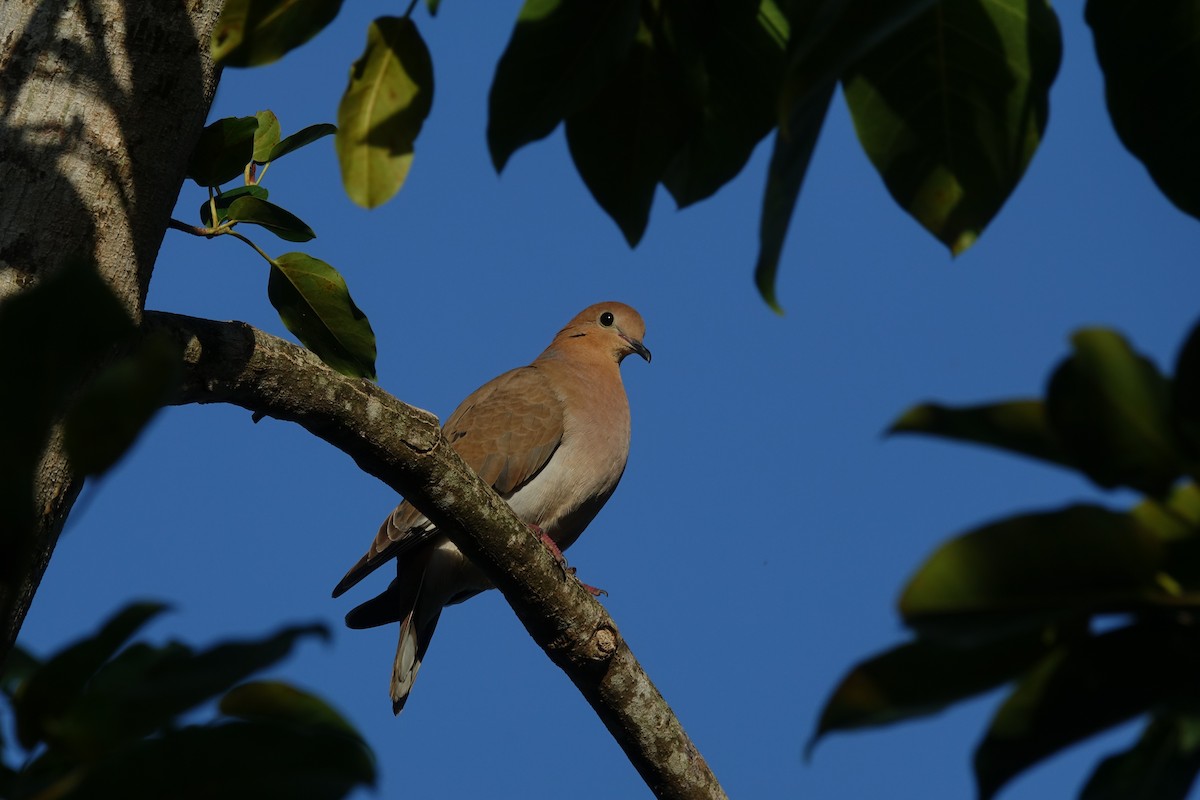 Zenaida Dove - ML83528431