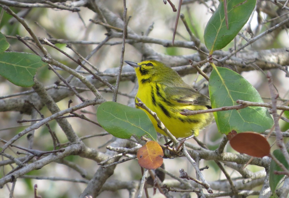 Prairie Warbler - ML83531511