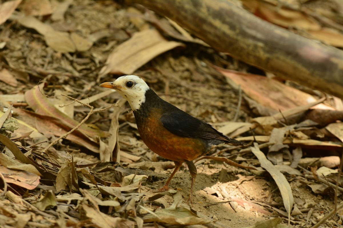 Taiwan Thrush - Jhih-Wei (志偉) TSAI (蔡)