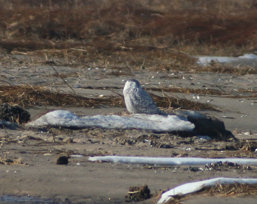 Snowy Owl - ML83532371