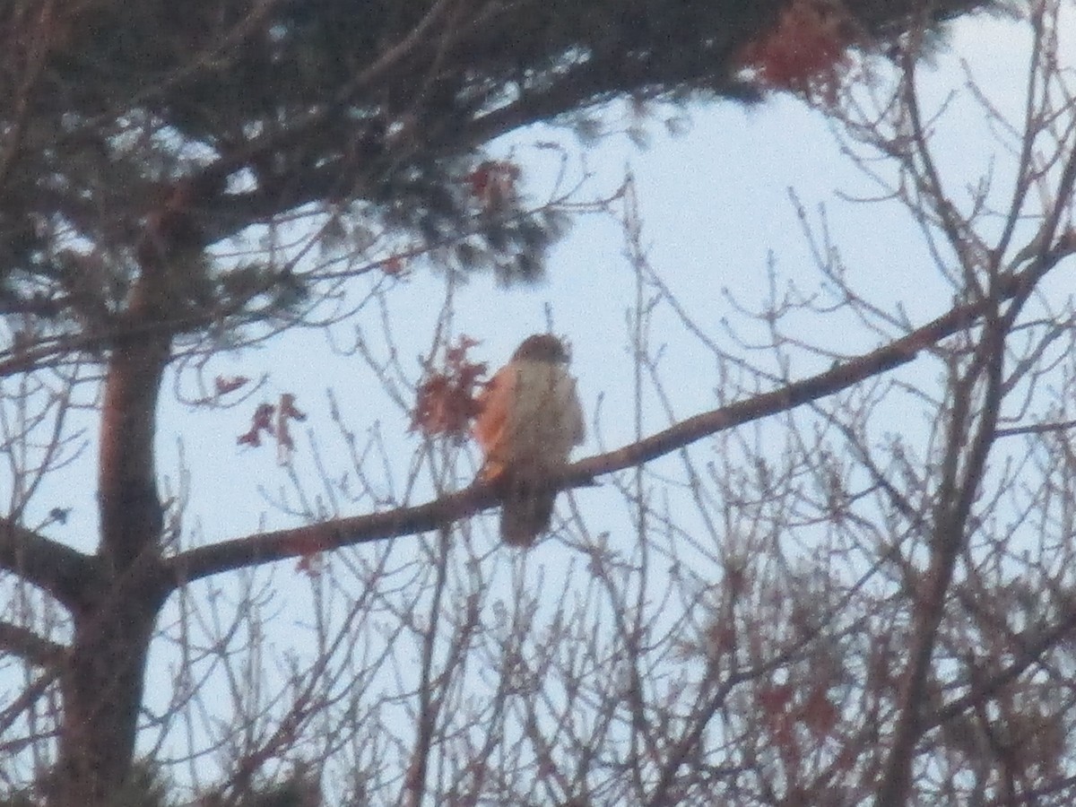 Red-tailed Hawk - ML83532481