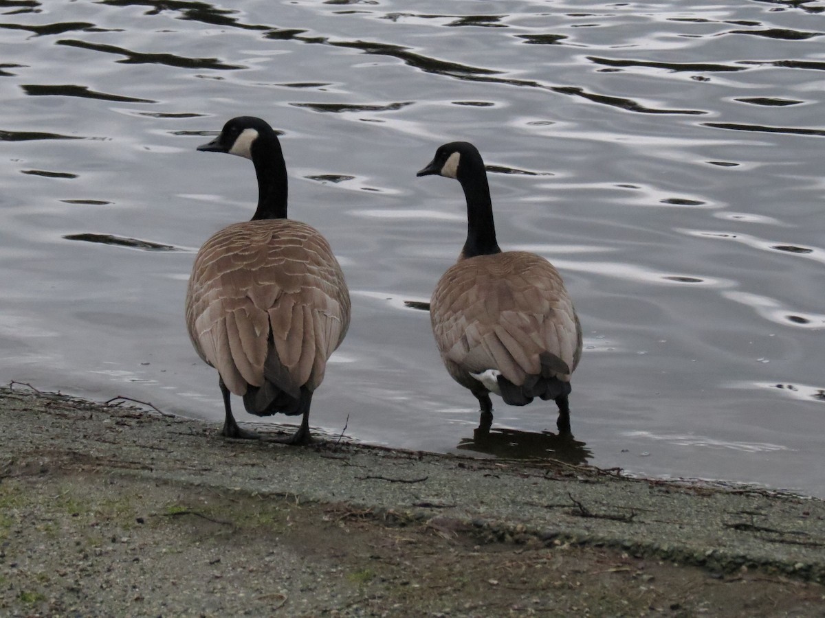 Canada Goose - ML83533151