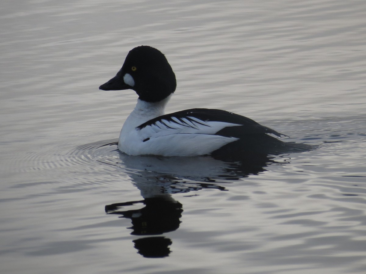 Common Goldeneye - ML83533251