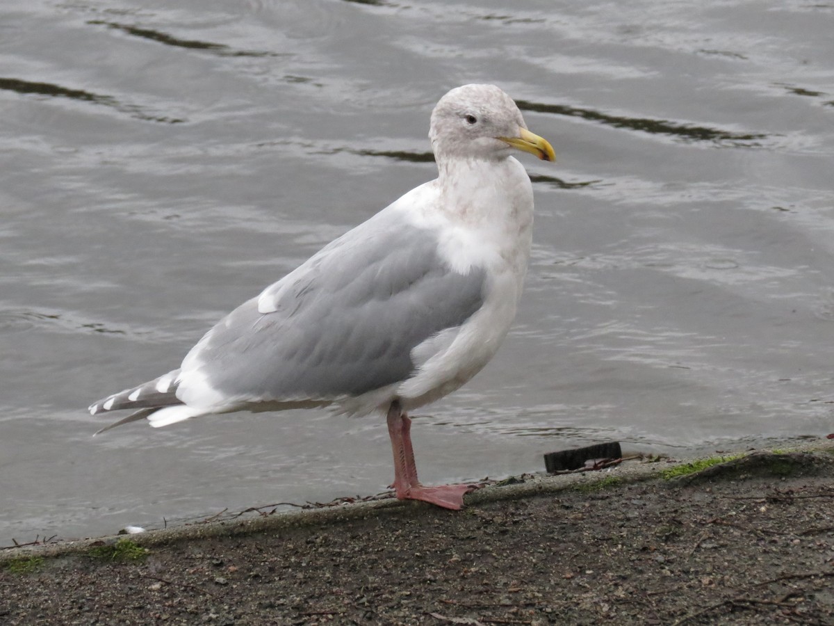 Glaucous-winged Gull - ML83533471