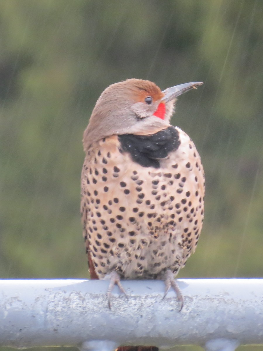 Northern Flicker (Red-shafted) - ML83533491