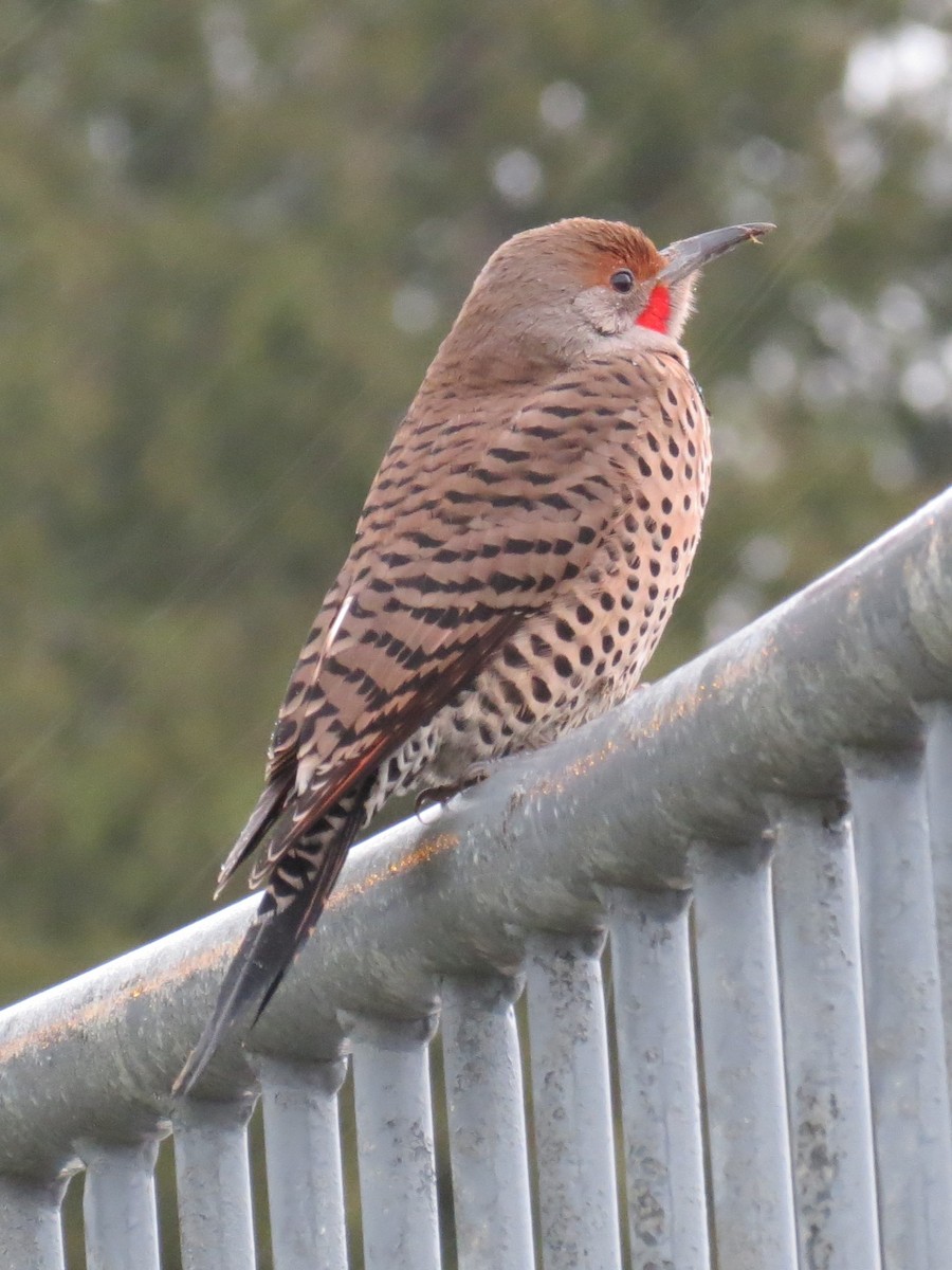 Northern Flicker (Red-shafted) - ML83533501