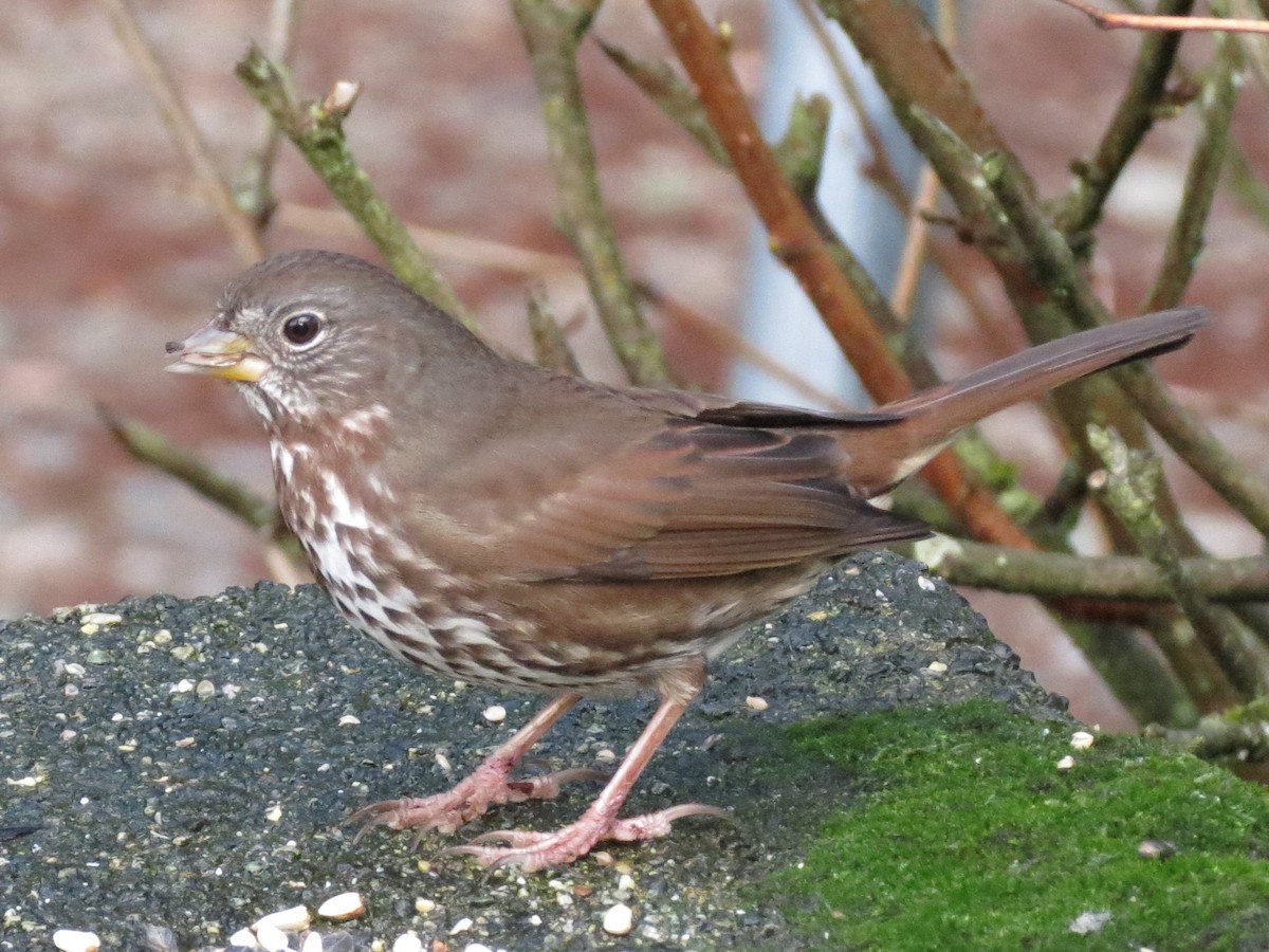 Fox Sparrow - ML83533631