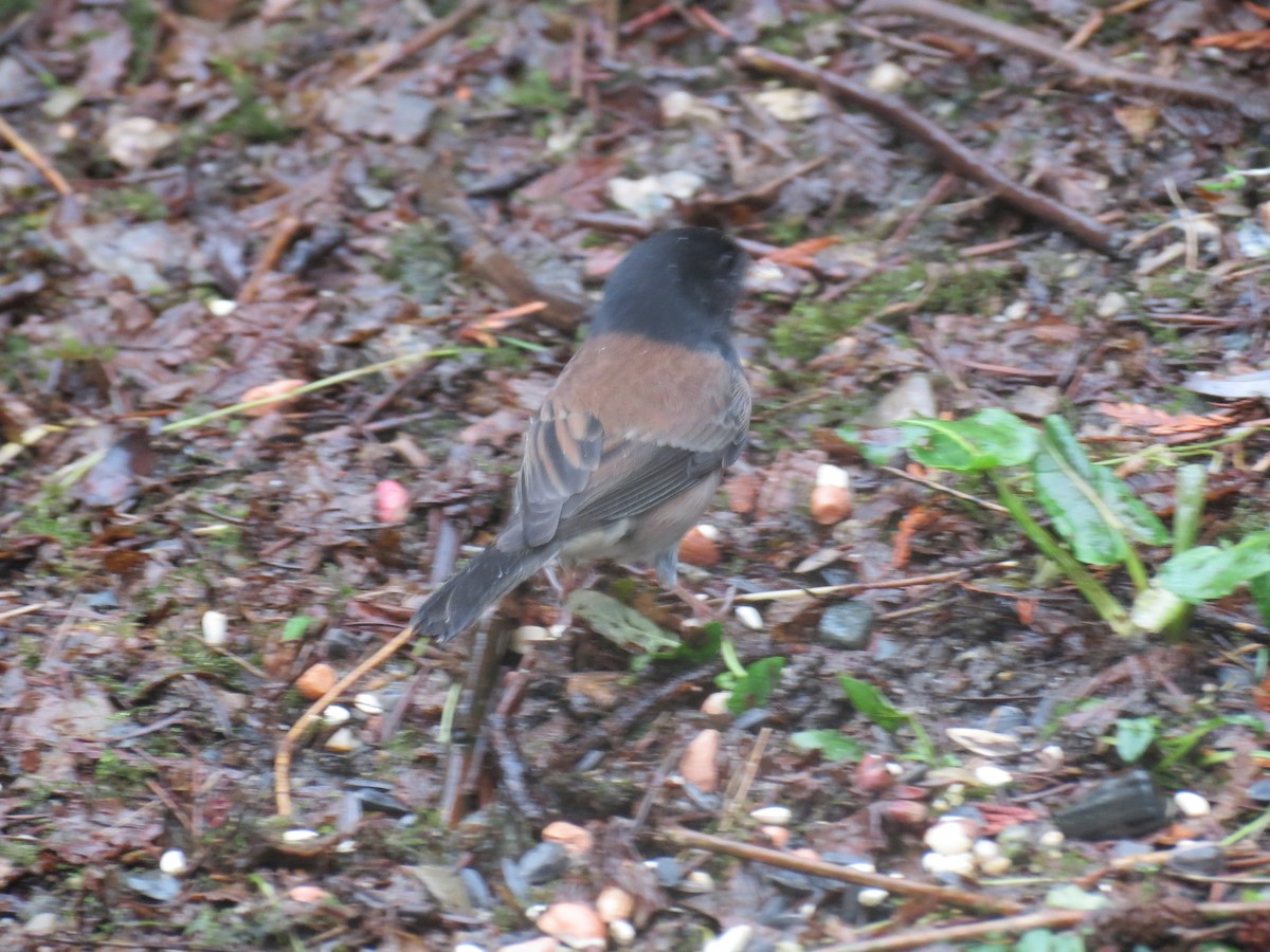 Dark-eyed Junco (Oregon) - ML83533641