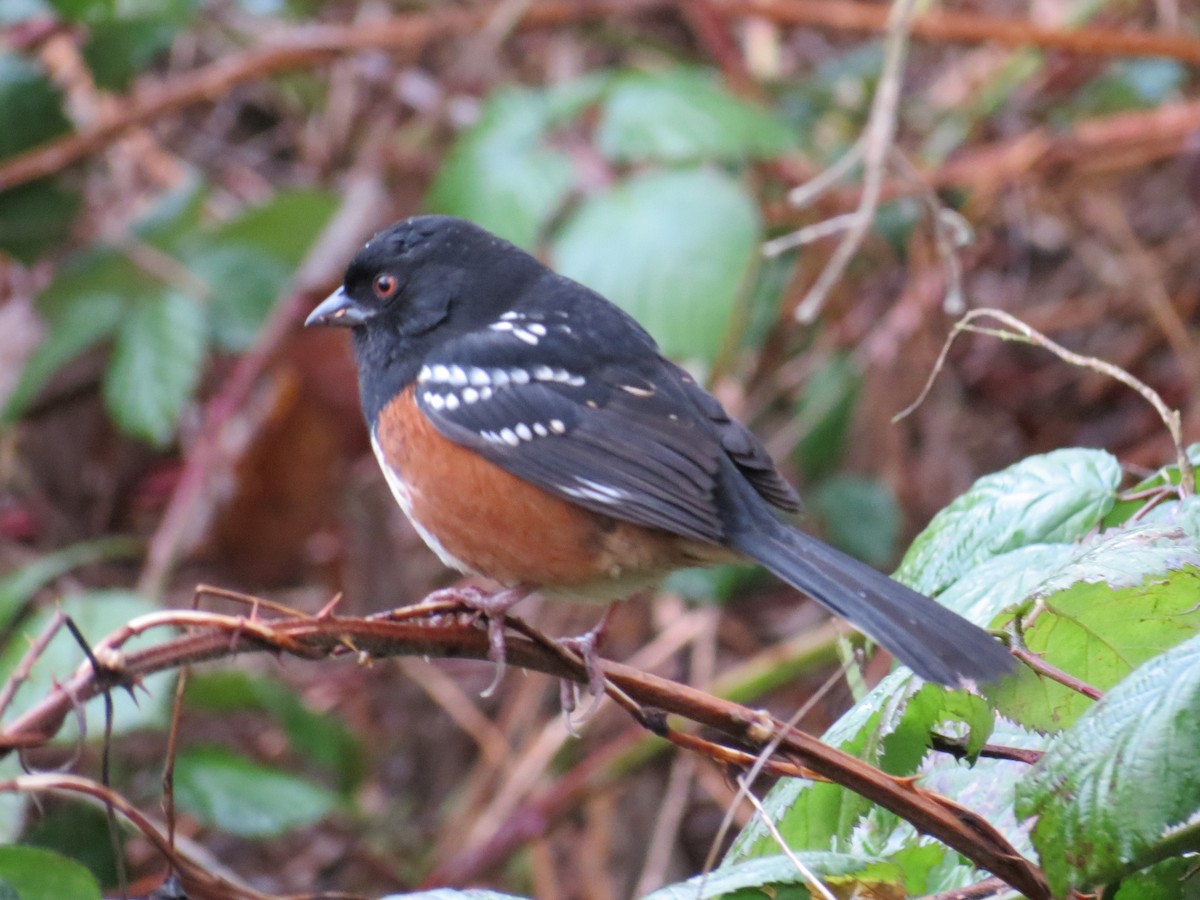 Spotted Towhee - ML83533661