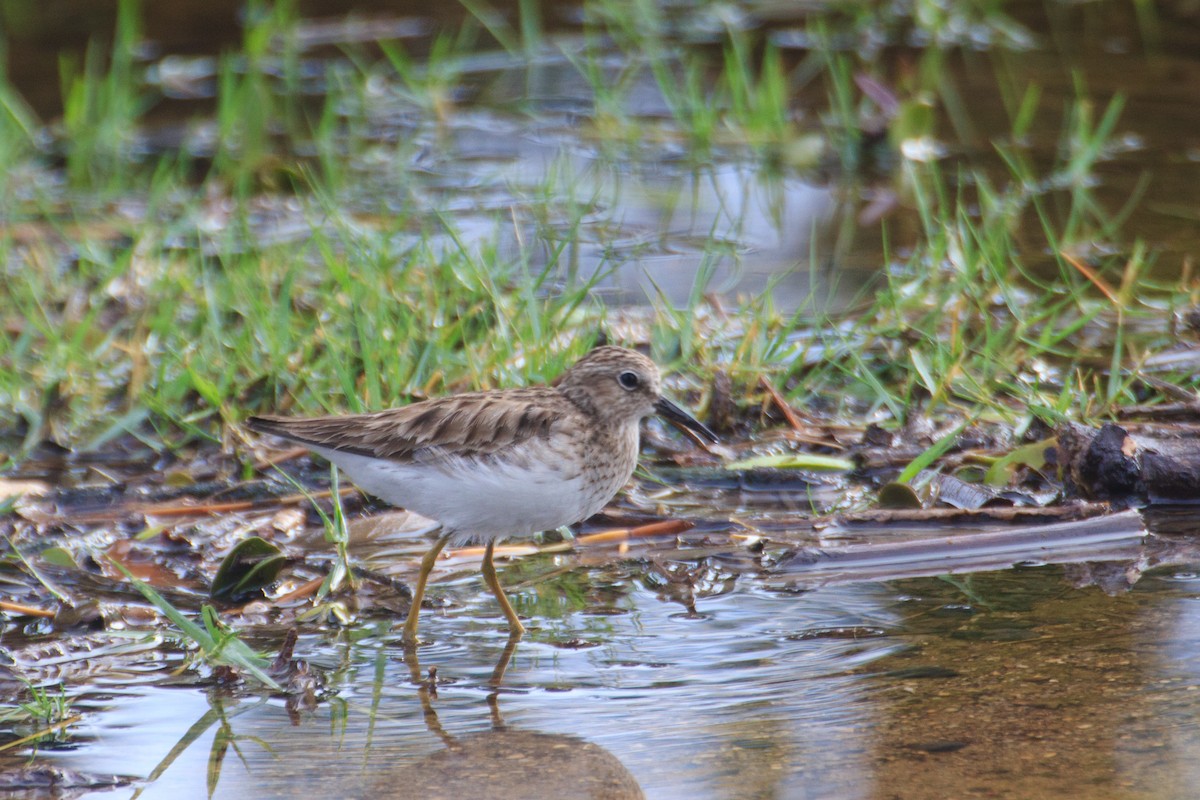 Least Sandpiper - ML83536001